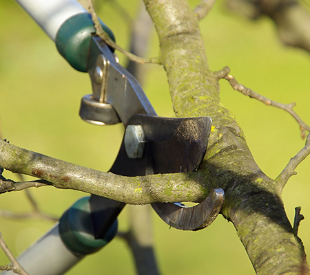 Abattage et élagage d'arbres près de Mons, Charleroi et Maubeuge