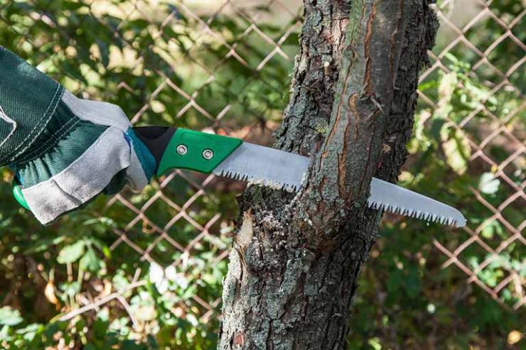 Taille et soin des arbres et arbustes près de Mons, Tournai et Charleroi