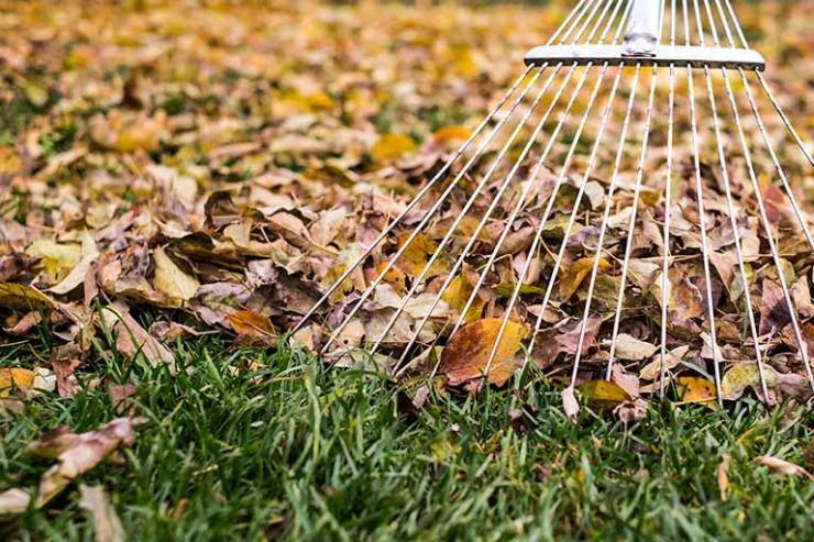 Ramassage de feuilles mortes près de Mons, Charleroi et Maubeuge